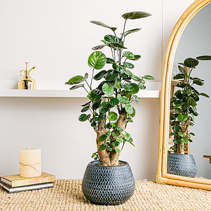 Arbusto Fabián - Planta medicinal