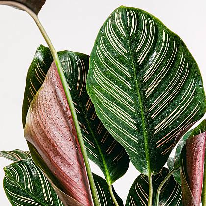 Calathea Sanderiana