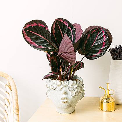 Calathea roseopicta