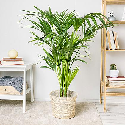 Kentia Palm - Rajská palma