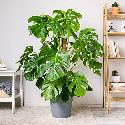 Monstera Deliciosa - Costilla de Adán