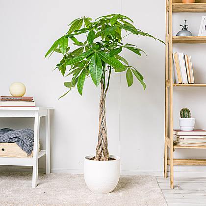 Pachira Aquatica - Lyckoträd