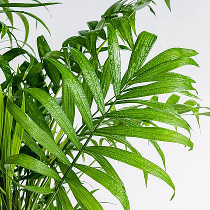 Chamaedorea elegan - Palmera de Salón
