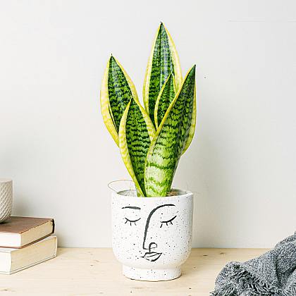 Sansevieria - čistička vzduchu