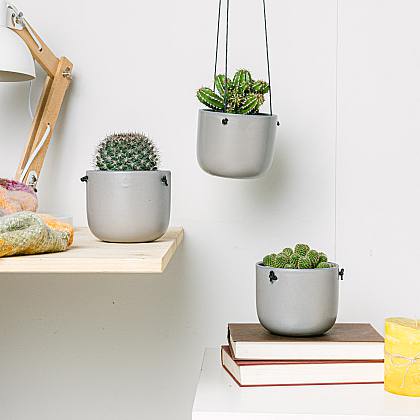 Nesmrtelné kaktusové trio