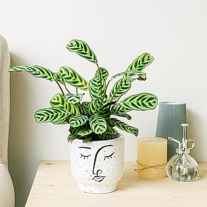 Ctenanthe Burle Marxii