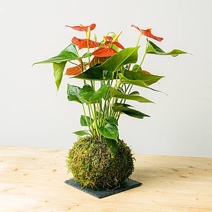 Anthurium Kokedama