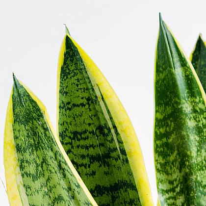 Sanseveria - Pianta Serpente