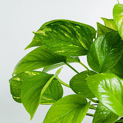 Pothos - Epipremnum