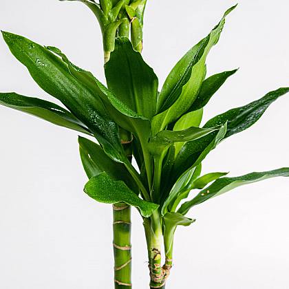 Tronco del Brasil / Dracaena Fragrans