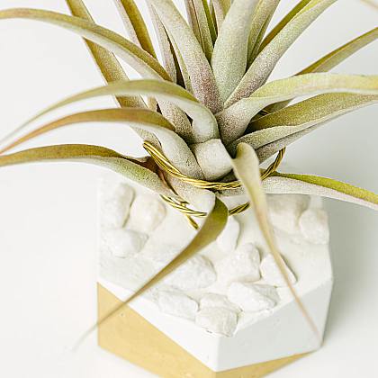 Tillandsia - Planta de aire