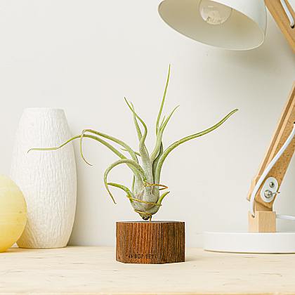 Planta de aire Viena