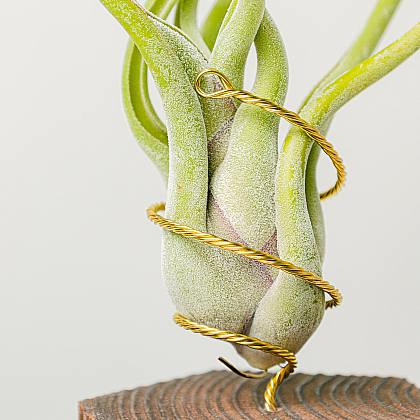 Tillandsia - Roślina powietrzna