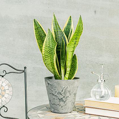 Snake Plant
