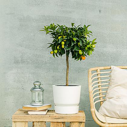 Kumquat Citrus