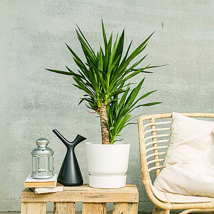 Yucca
