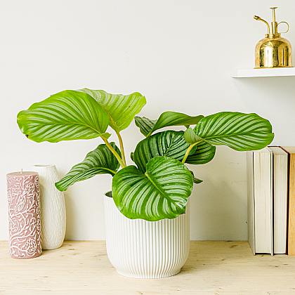 Calathea orbifolia