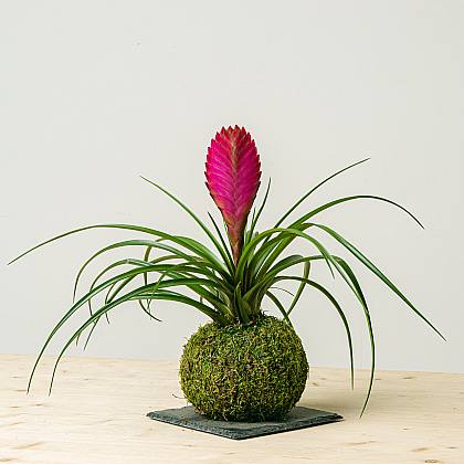Tillandsia Kokedama