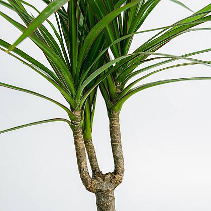 Dracaena Marginata