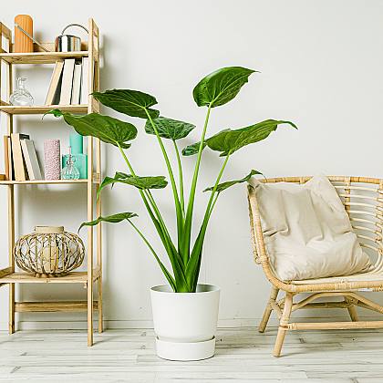 Alocasia Oreja de Elefante