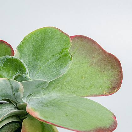 Kalanchoe Thyrsiflora