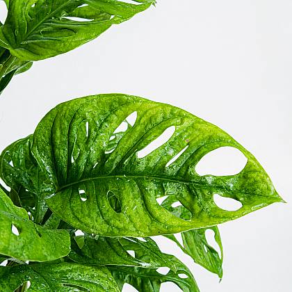 Monstera Adansonii