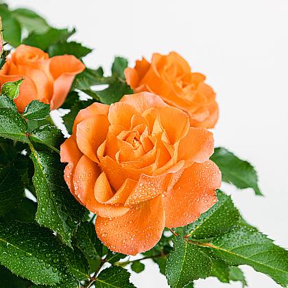 Rosa Jewel Patio Orange