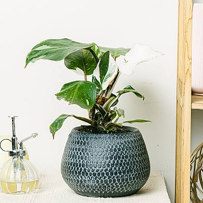 Filodendron Bílá princezna