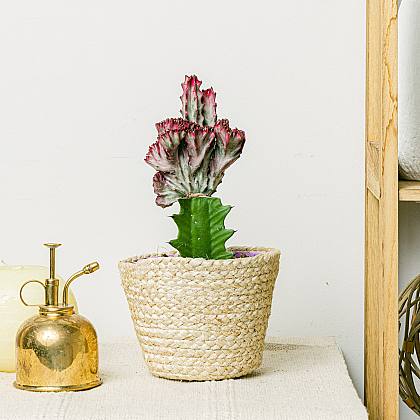 Euphorbia Lactea Variegata Crestata