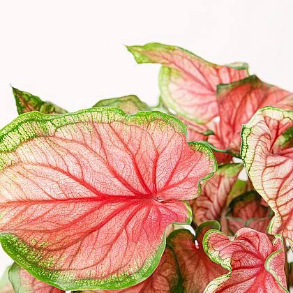 Caladium