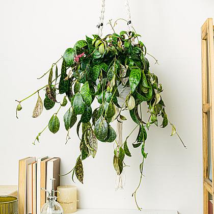 Aeschynanthus Marmoratus