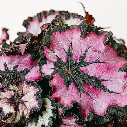 Begonia Beleaf