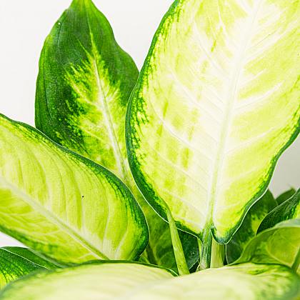 Dieffenbachia