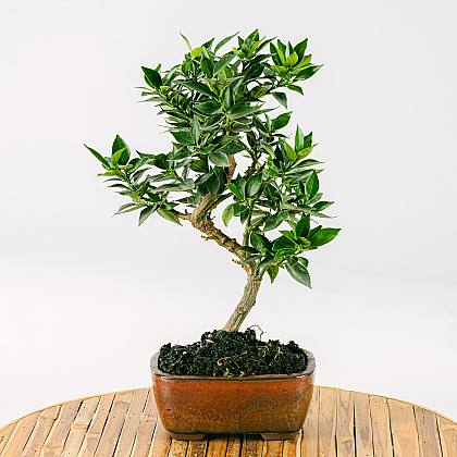 7 let stará bonsaj Citrus myrtifolia