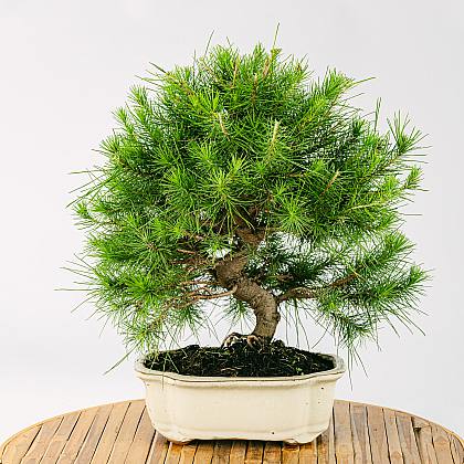 Bonsaï 10 ans Pinus halepensis