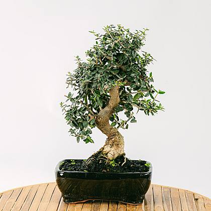 Bonsai Olivo 7 anos de idade