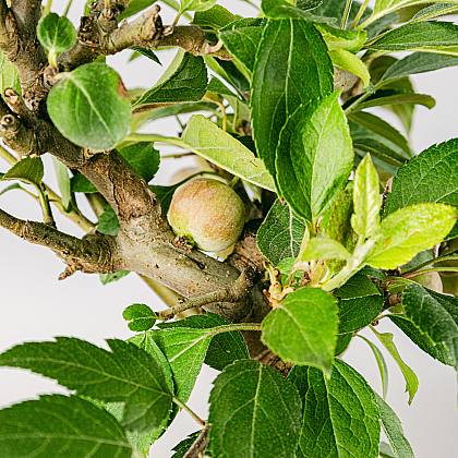 Bonsai Malus