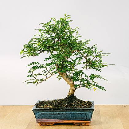 Bonsaï 10 ans Zanthoxylum Piperitum