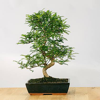Bonsai Zanthoxylum Piperitum 16 years
