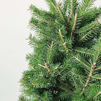 Picea / Pino Natural