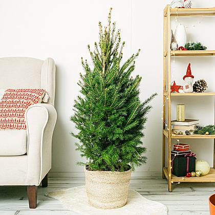 Picea glauca Super Green