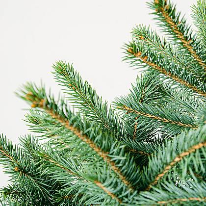 Picea Pungens Super Azul