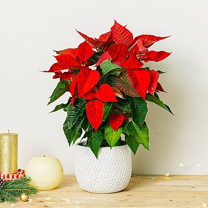 Poinsettia Plante de Noël