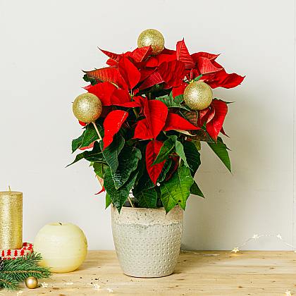 Poinsettia con decor dorada