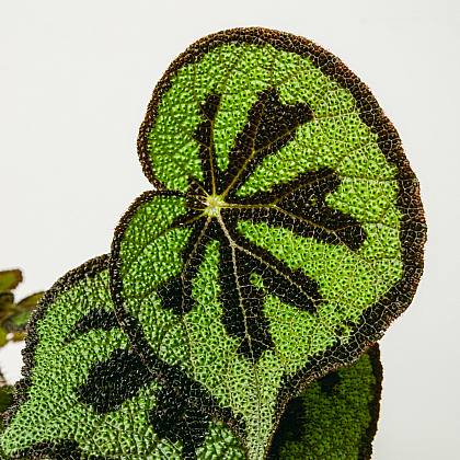 Begonia Masoniana