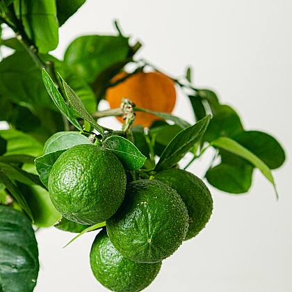Citrus Arcobal Orange