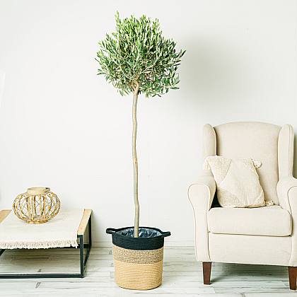 Árbol de Olivo - Buena suerte y prosperidad