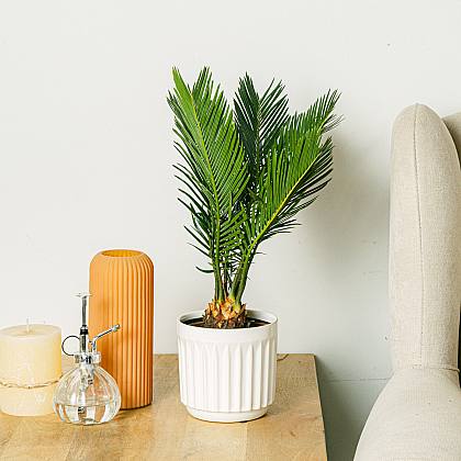 Cycas Revoluta - 40cm