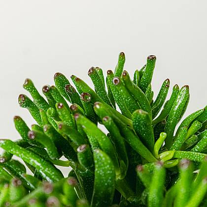 Crassula Hobbit 14cm