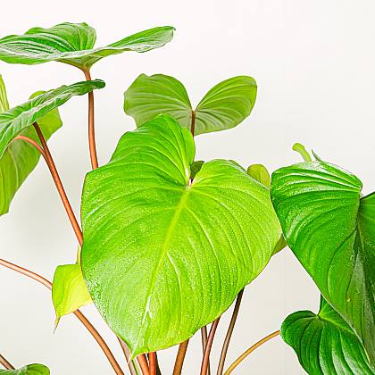 Homalomena Rubescens 